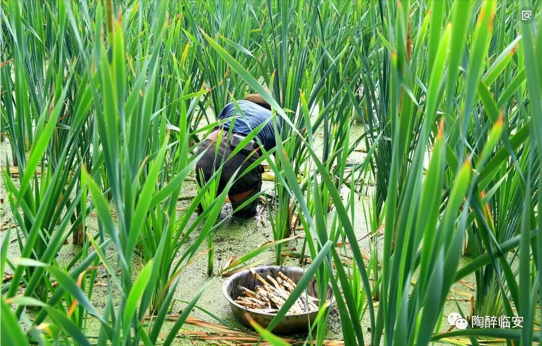 寻味建水贵族蔬菜一草成席