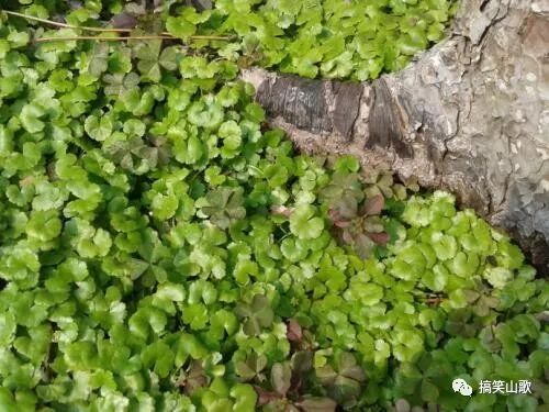 农村这种野草，可以用来装饰，还是一种有热解毒清作用的药材