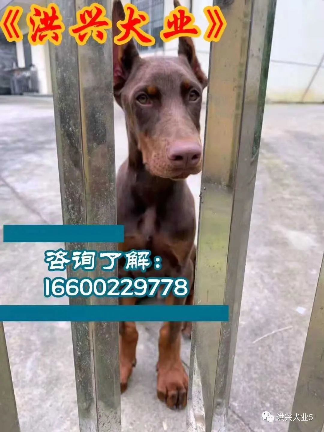 萨摩耶犬图片价格纯种萨摩耶幼犬多少钱一只