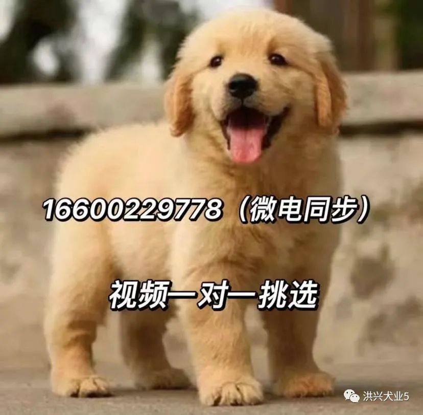 金毛犬多少钱一只纯种金毛幼犬图片价格