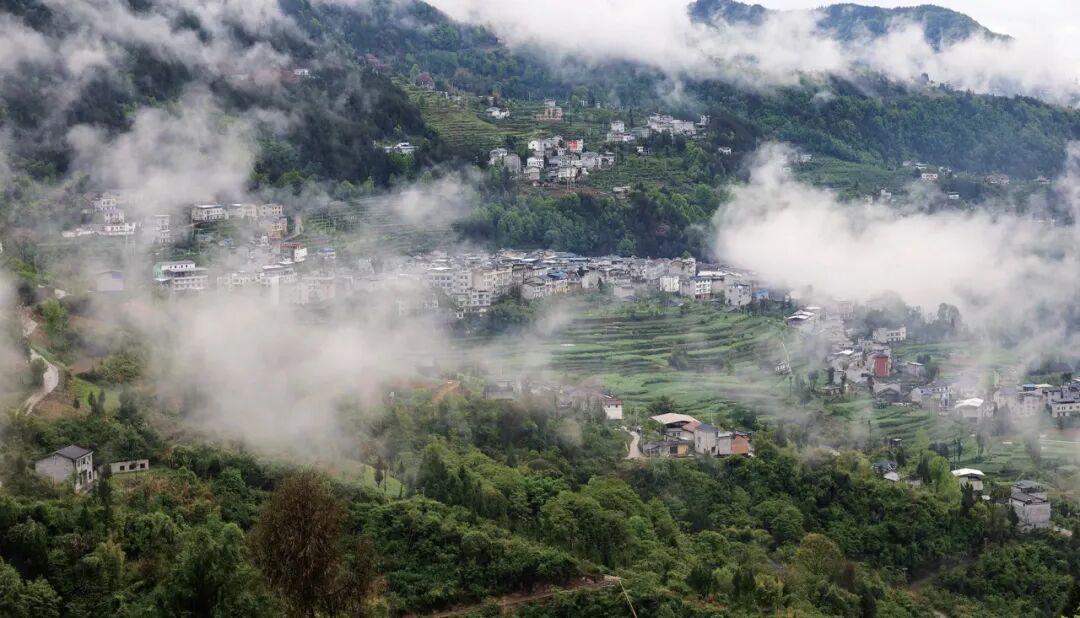 「区县推介」走进巫溪千年老鹰茶