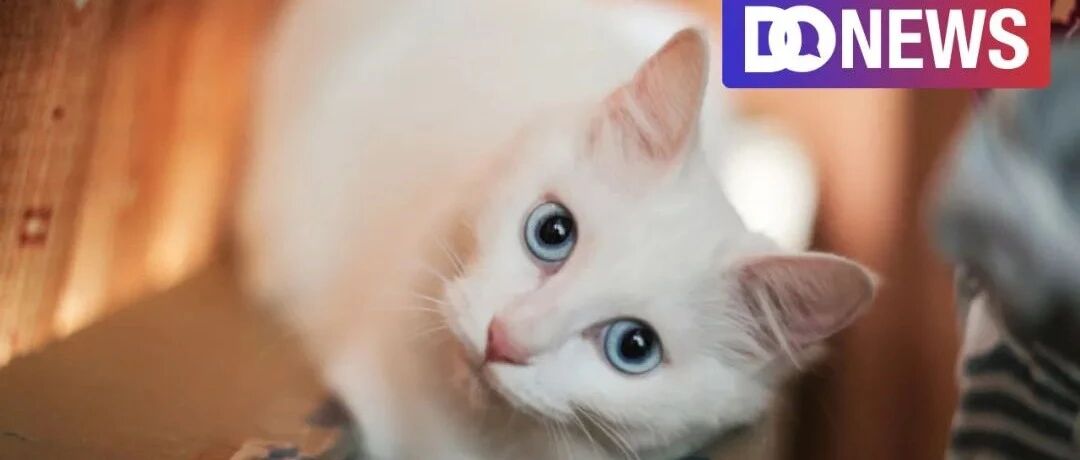 猫猫狗狗都能直播带货，MCN机构到底有多内卷？