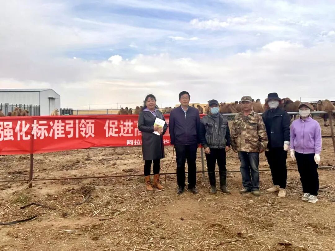 _阿拉善盟驼产业标准化建设成效展示_阿拉善盟驼产业标准化建设成效展示
