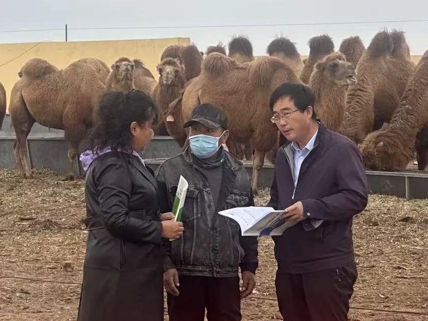 阿拉善盟驼产业标准化建设成效展示__阿拉善盟驼产业标准化建设成效展示
