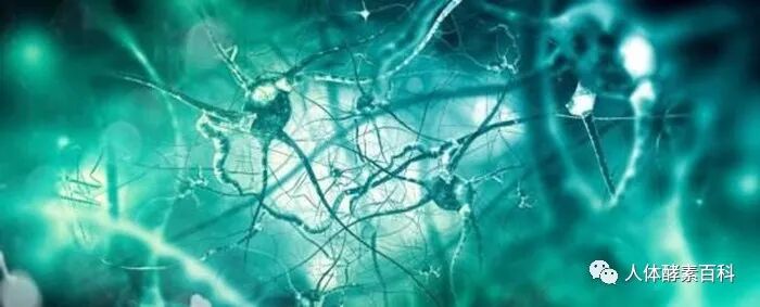 酵素是我们身体里面的医生！