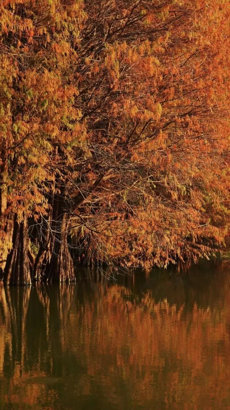 比厦门悠闲，美食不输扬州！初秋红叶漫天，谁不爱这座幸福感老城？