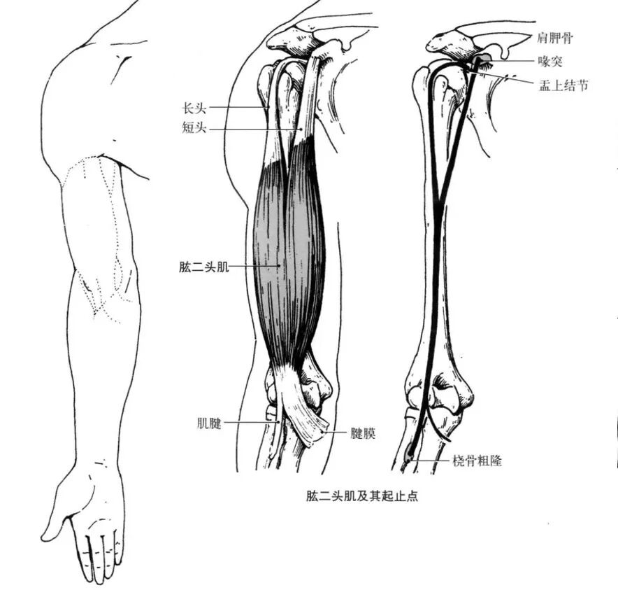 Jeff 如何把二头练得又宽又高 兔子的健身杂谈 微信公众号文章阅读 Wemp