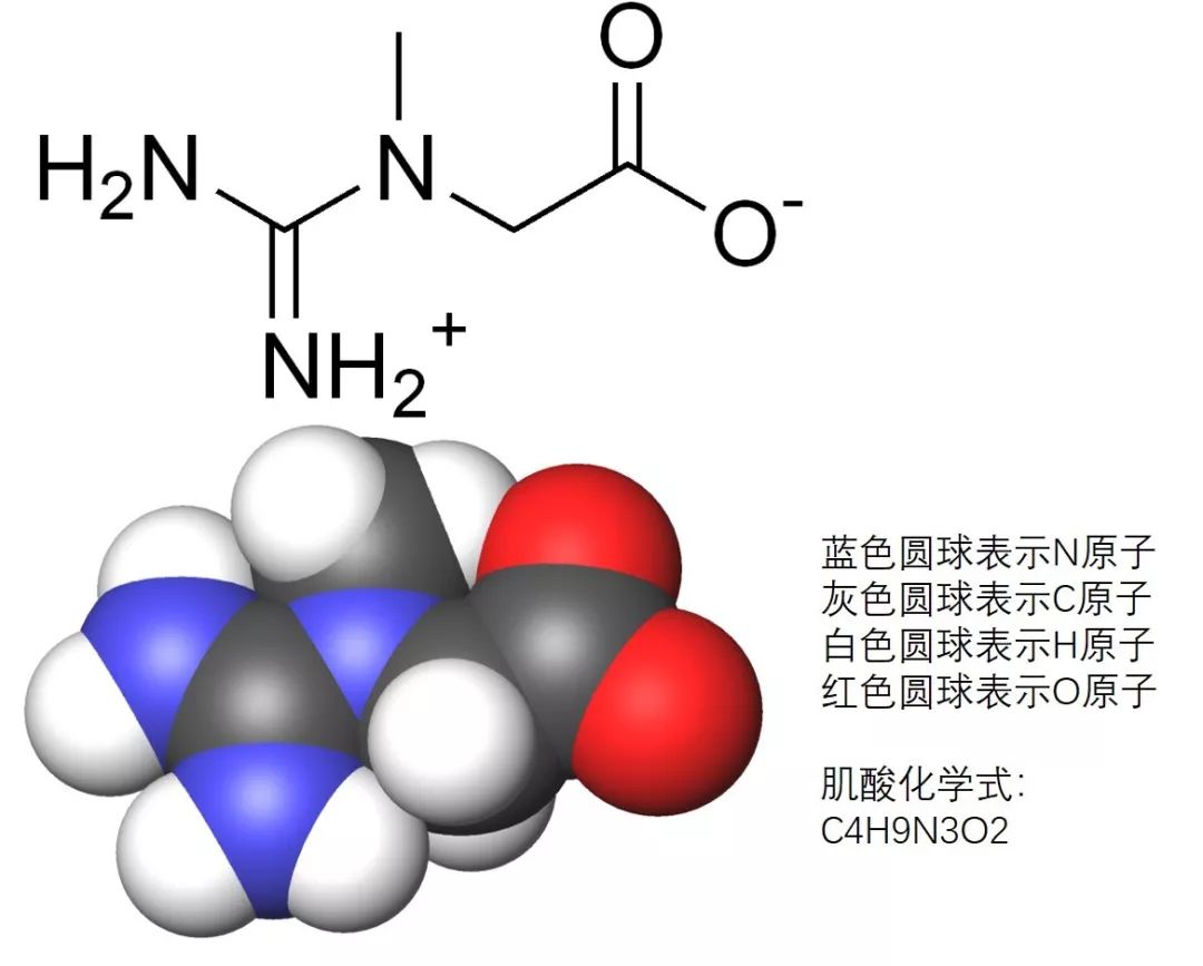 Jeff 哪一种肌酸才是最好的 不是一水肌酸 兔子的健身杂谈 微信公众号文章阅读 Wemp