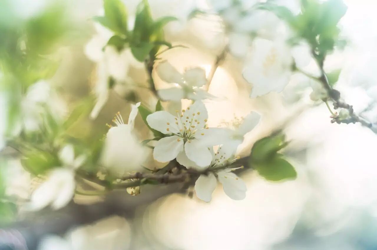 15個如花般的英文名 都代表了什麼意義 滬江英語 微文庫