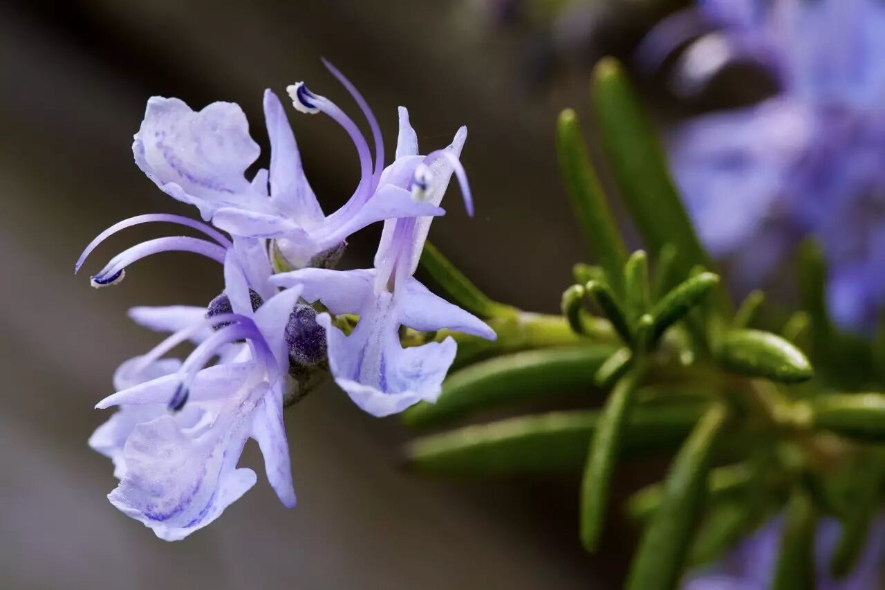 15個如花般的英文名 都代表了什麼意義 滬江英語 微文庫