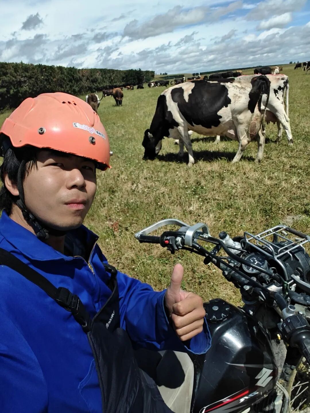 新西兰牧场工作现场，何赛正在进行挤奶和除草。受访者供图。