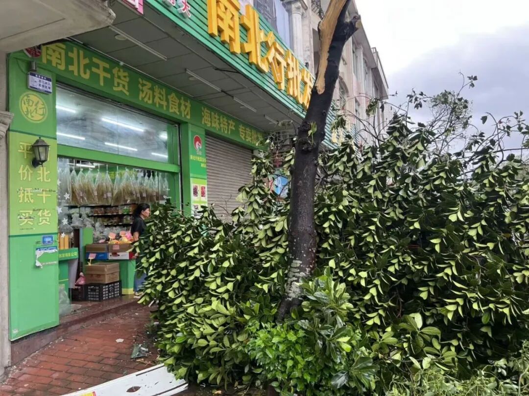 广东阳江6000多棵树木倒伏