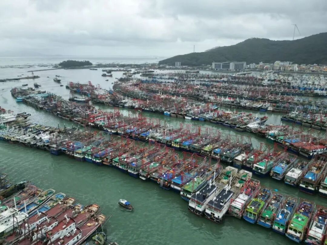 广东阳江6000多棵树木倒伏