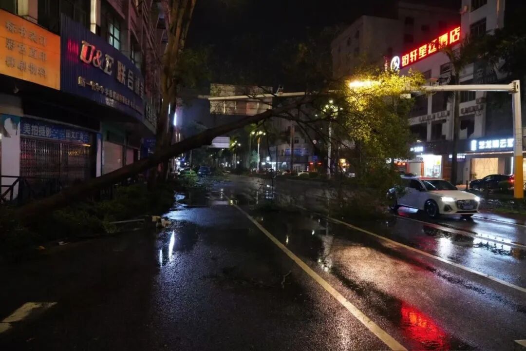 广东阳江6000多棵树木倒伏