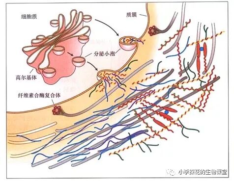 高尔基体与细胞壁合成有何关系 小李探花的生物课堂 微信公众号文章阅读 Wemp