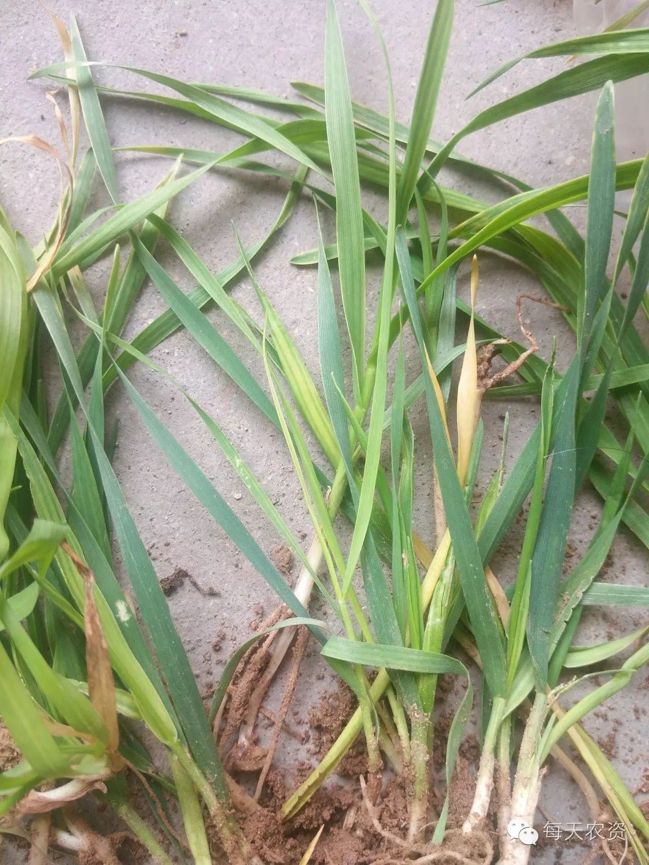 連日陰雨,小麥得了葉枯病怎麼辦?(有圖有配方)