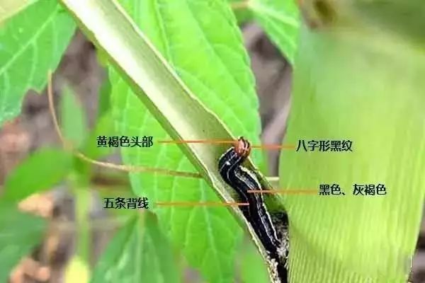 9大 肉虫 子个个凶残 鳞翅类害虫区分虫龄杀虫 一杀一个准 农业技术 二十次幂