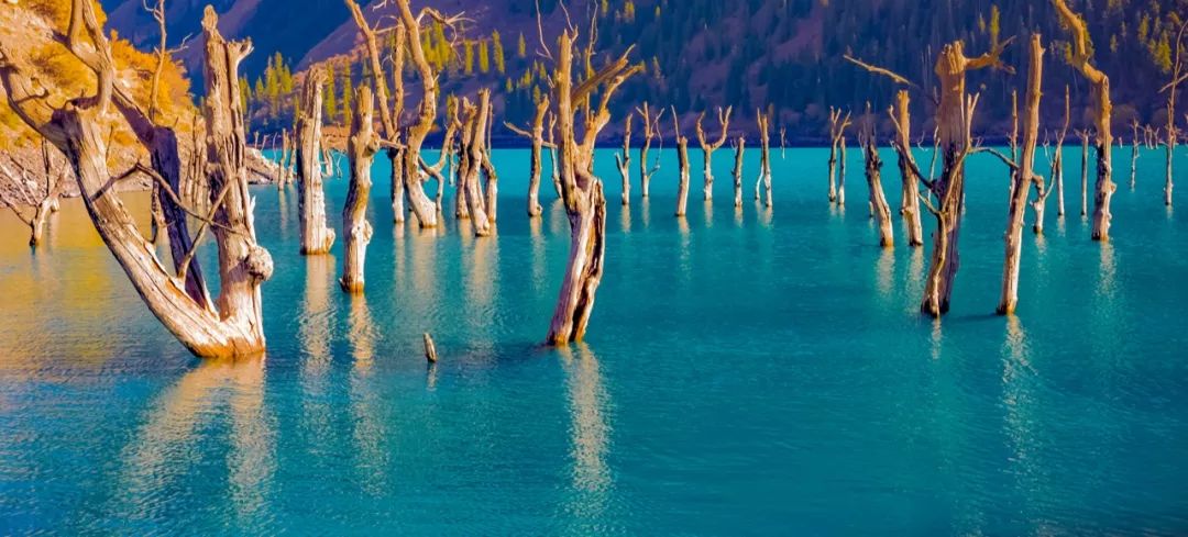 孟克德：除了天湖, 還有那一片驚艷的胡楊林 旅遊 第19張