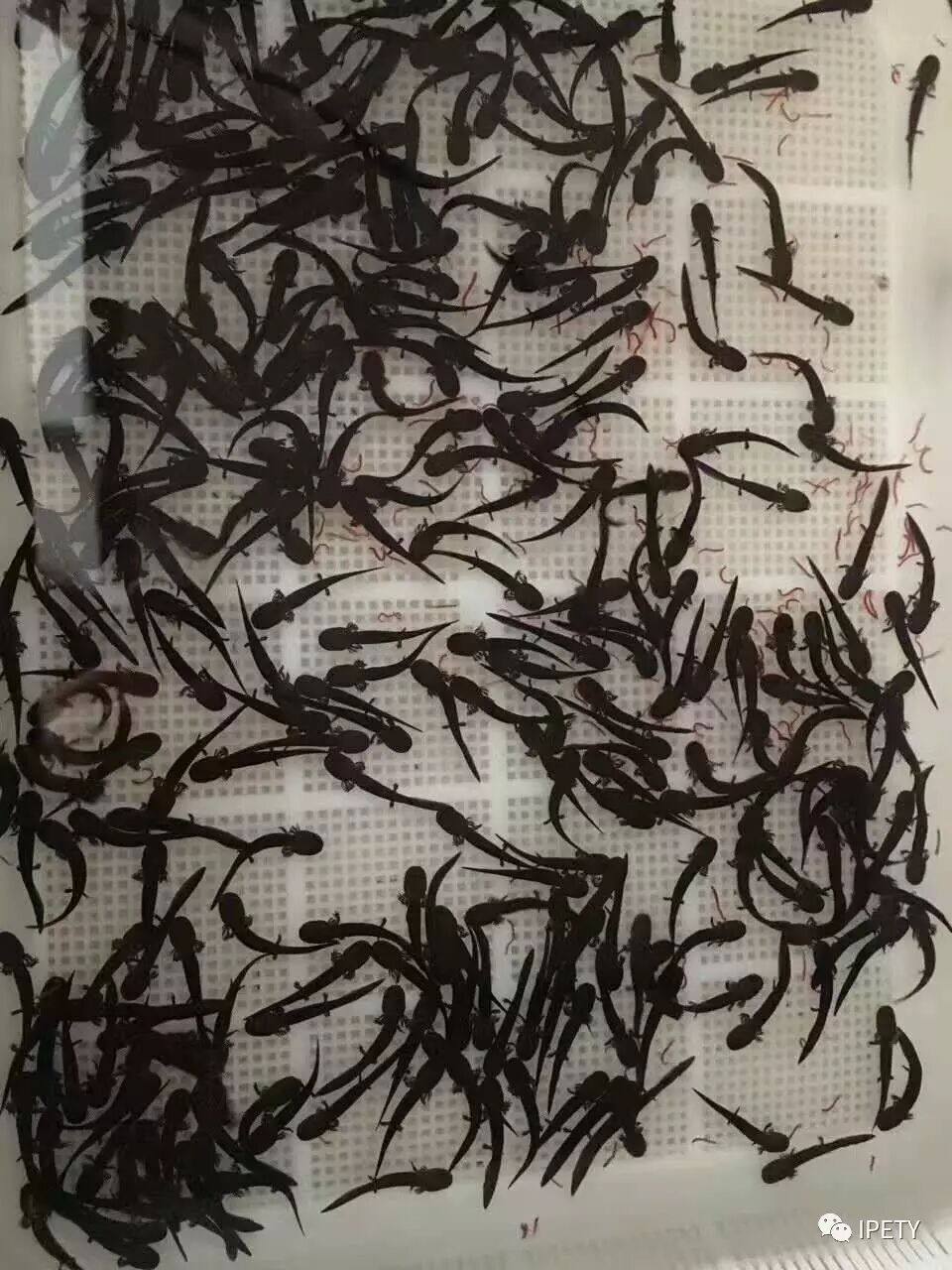 走近大鲵——「娃娃鱼」的选择与饲养