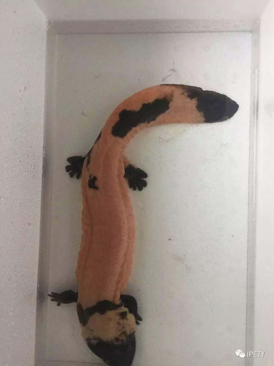 走近大鲵——「娃娃鱼」的选择与饲养