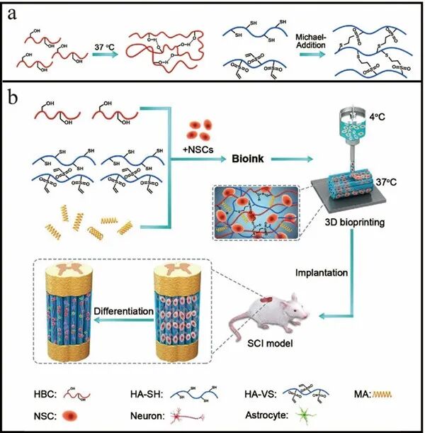 蘇州納米所在生物3D打印用于脊髓損傷修復研究方面獲重要進展的圖3
