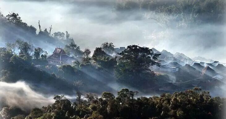 探秘千年古茶树,游离万亩古茶山—— 【中国茶山行—云南普洱茶皇室