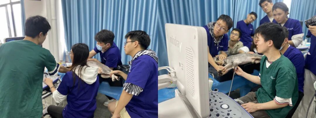 宠物生化机器怎么使用【临床分享】宠物医生必看！犬猫生化指标详细判读指南_https://www.jmylbn.com_新闻资讯_第4张