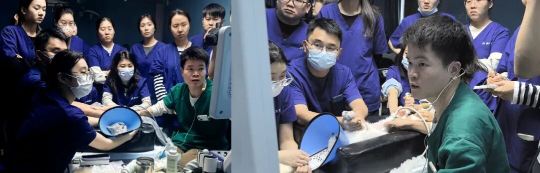 宠物生化机器怎么使用【临床分享】宠物医生必看！犬猫生化指标详细判读指南_https://www.jmylbn.com_新闻资讯_第3张