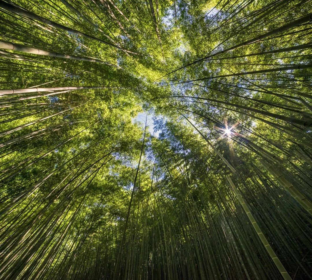 新聞 | 「大竹海」天團正式出道！這些竹林風景線你都去過嗎？ 旅遊 第19張