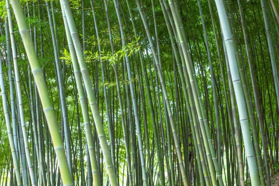 新聞 | 「大竹海」天團正式出道！這些竹林風景線你都去過嗎？ 旅遊 第4張