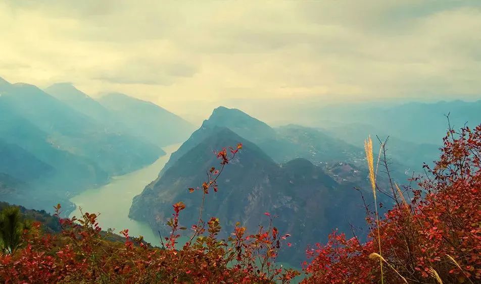 賞紅葉長江三峽·巫峽口景區一年一度的紅葉觀賞季應時而來秋天未老