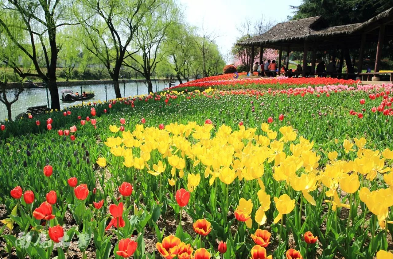 花卉園位於禹陵河畔,鮮花水岸,芳草萋萋,烏篷船駛過,頓生自然山水之