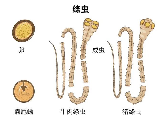 为何牛肉可以吃三五七分熟，猪肉却不可以？ 第4张