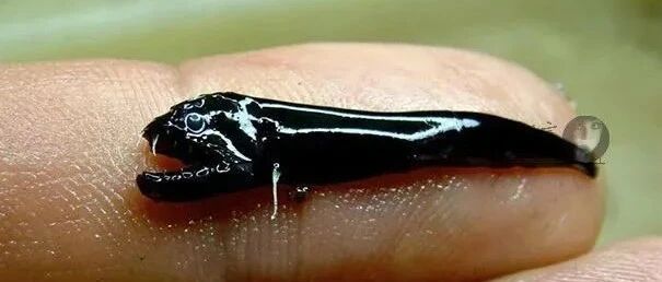 前方高能：让你毛骨悚然的东西，这个世界还有很多....