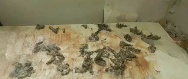 饭前慎入！房间传来尸臭味，打开一看全是...