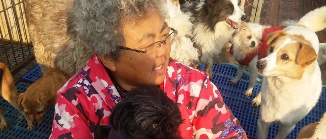 十万火急！来自烟台的3千多只流浪猫狗正在饥荒边缘中，帮帮它们吧！