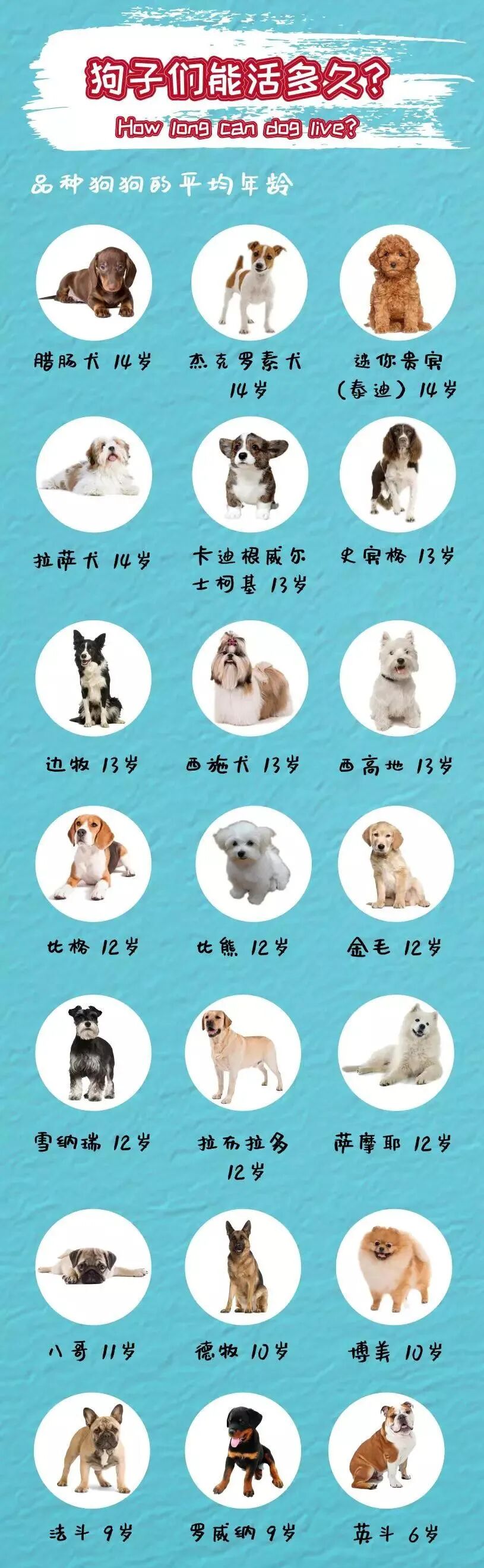 照顾老年狗狗 了解这3个问题 才能更好地爱它 喂养 维宠宠物导航网