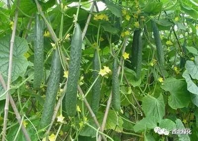 除草剂_芝麻地用什么除草剂除草_香菜出苗后用什么除草剂除草
