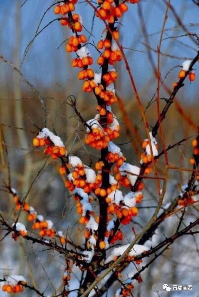沙棘果，名不虚传！