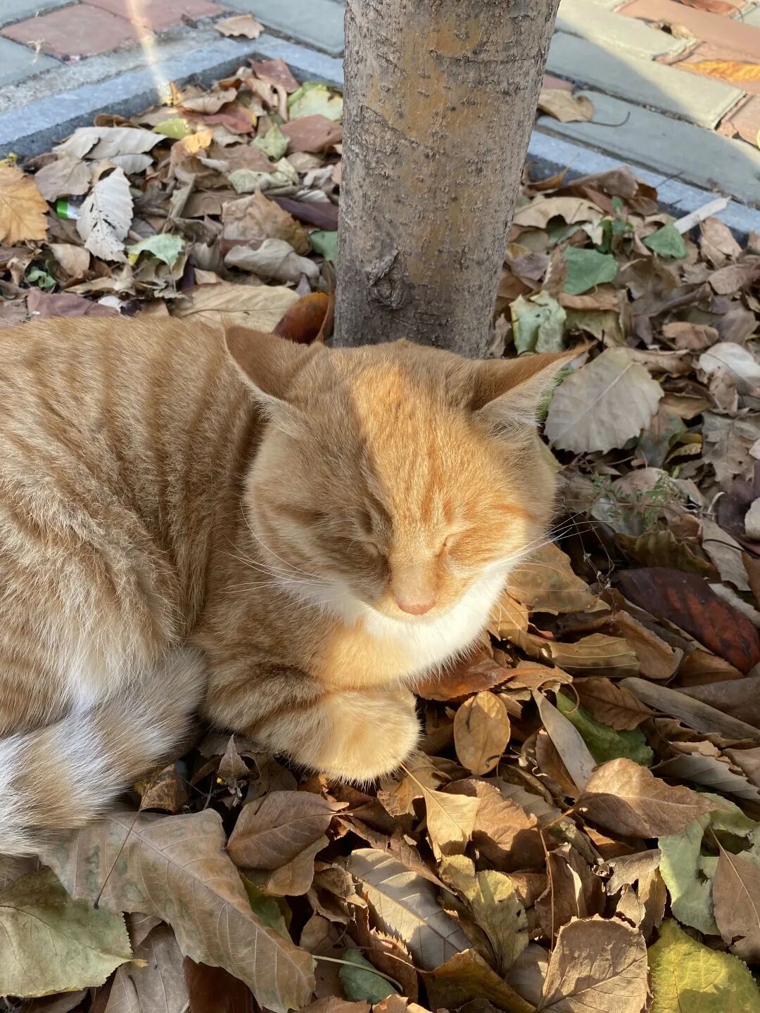 山东力明科技职业学院