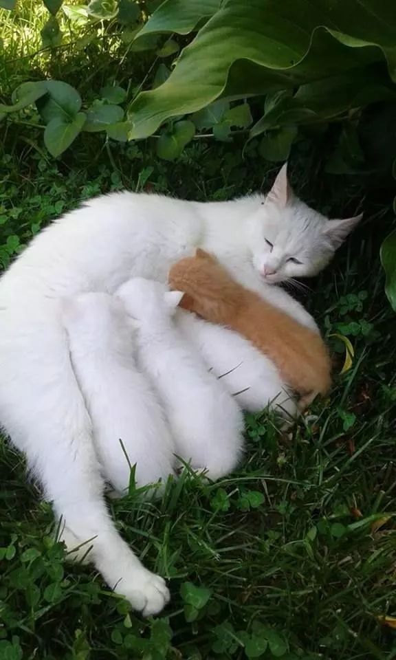 科学网 两只白猫怎么就生出了小花猫 莫非 张磊的博文