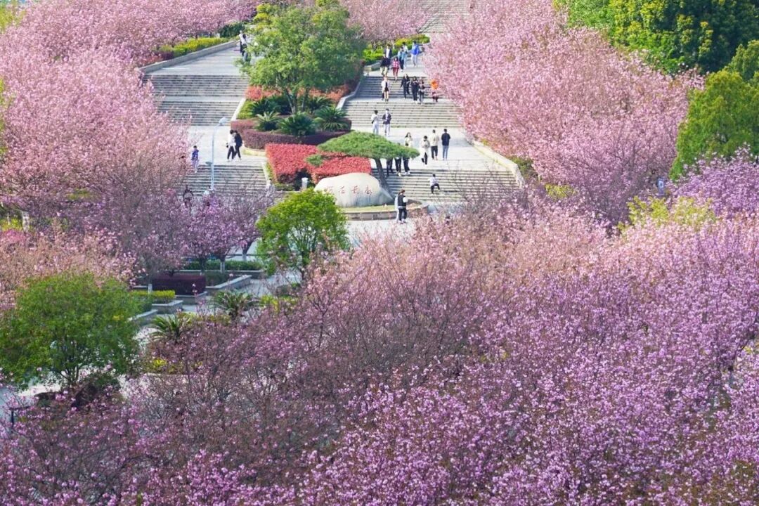 十堰樱花开了一眼就心动