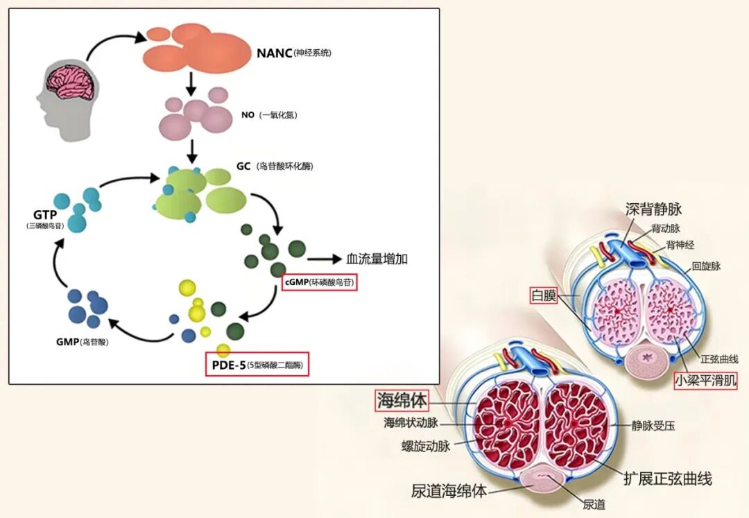 为什么我吃了伟哥还是硬不起来？是不是没救了？有没有好的解决方法？