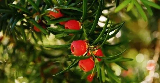 红豆王维 王维的相思红豆抛给了谁？