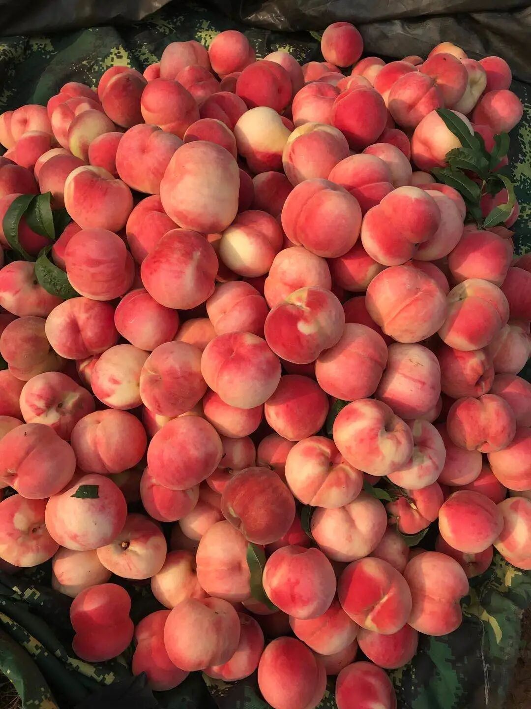 正宗肥城桃有下单的吗