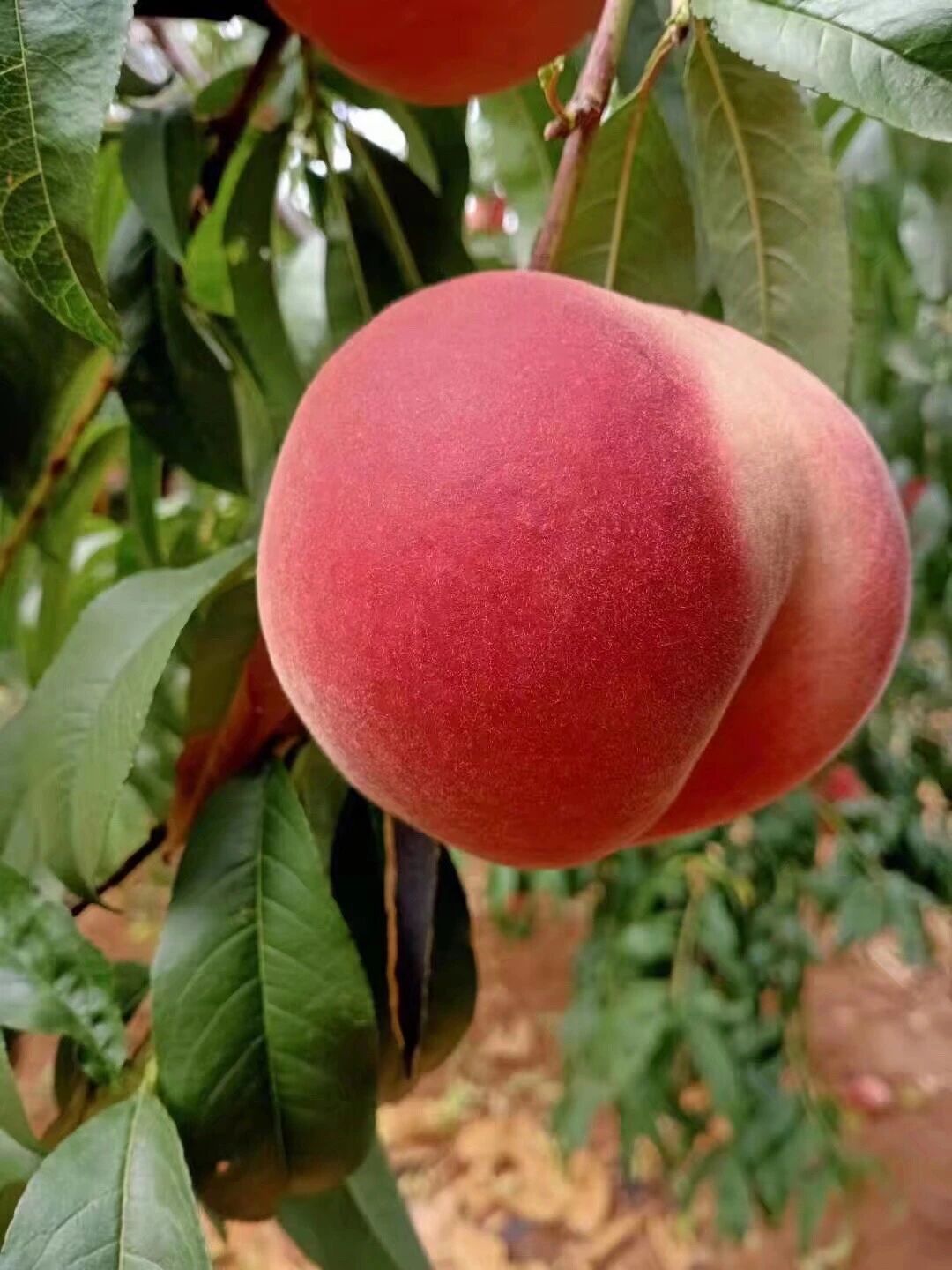 正宗肥城桃有下单的吗