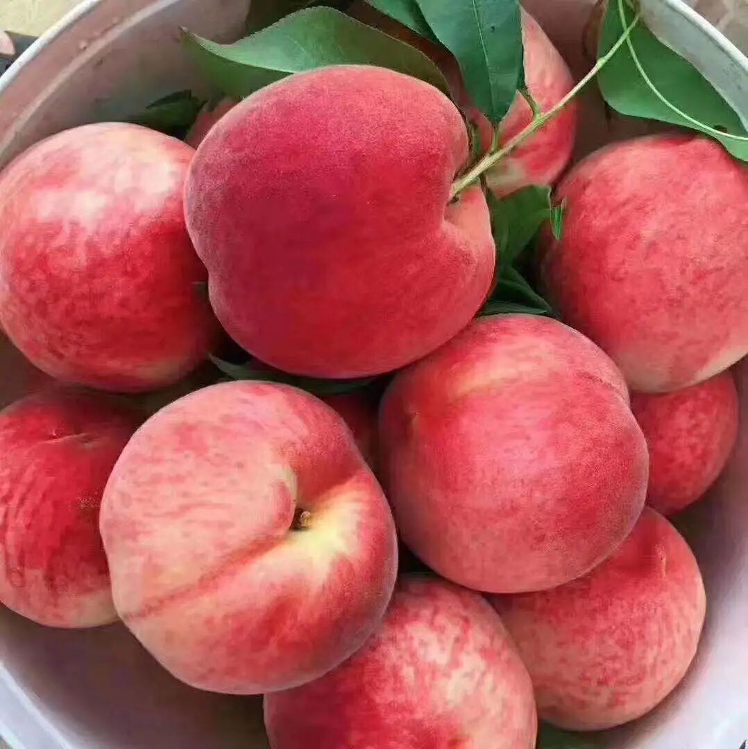 正宗肥城桃有下单的吗