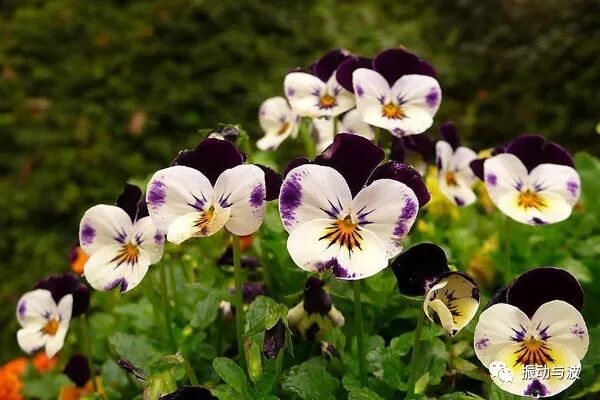 自然界中的斐波那契数列