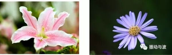 自然界中的斐波那契数列