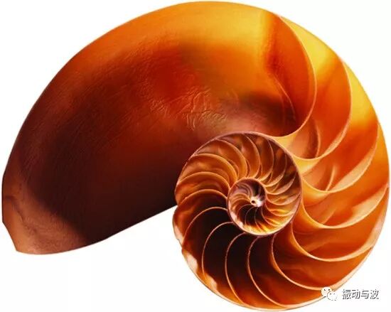 自然界中的斐波那契数列